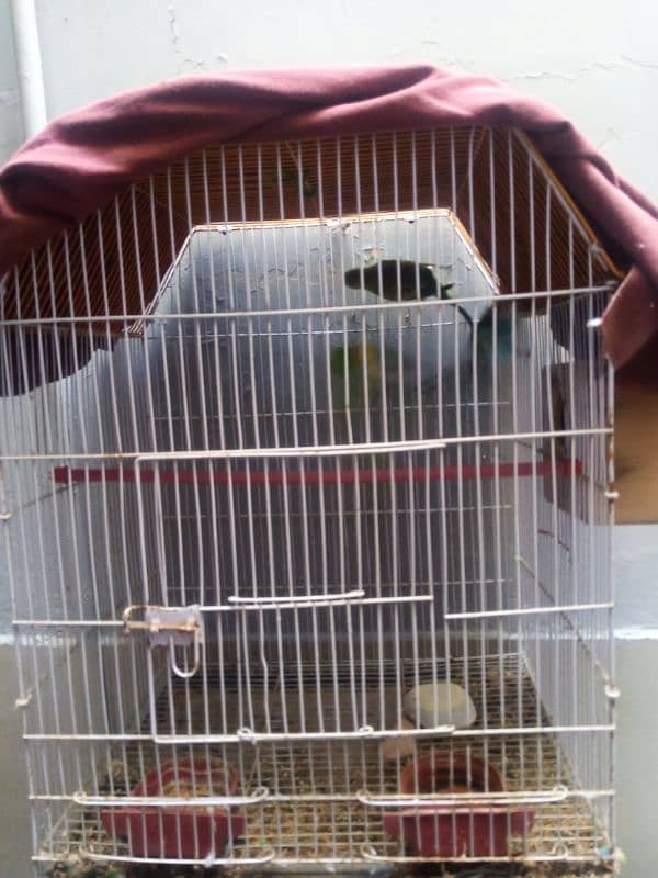 Australian Parrot Breeder pair with cage 5