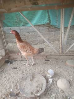 Aseel female urgent for sale 03054664756