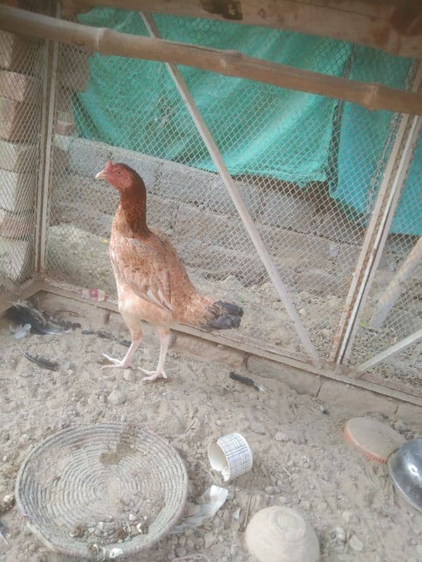 Aseel female urgent for sale 03054664756 1