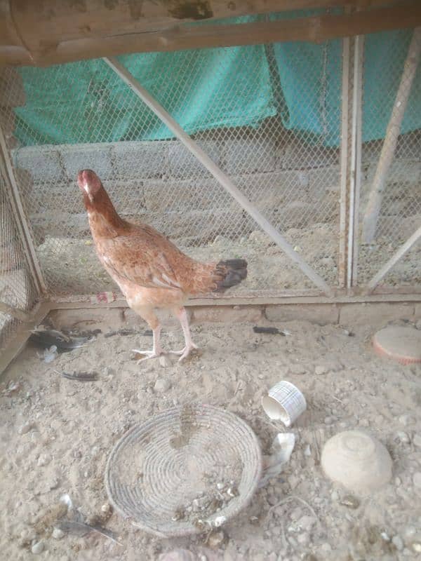 Aseel female urgent for sale 03054664756 2