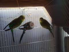 Budgies