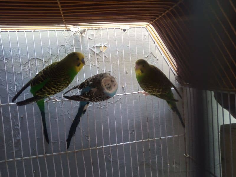 Budgies Breeder Pair 100% with Cage 0