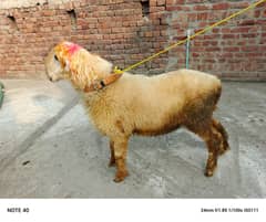 desi chatra / Goat / Bakra / Chatra | mundra | sheep | Kajla