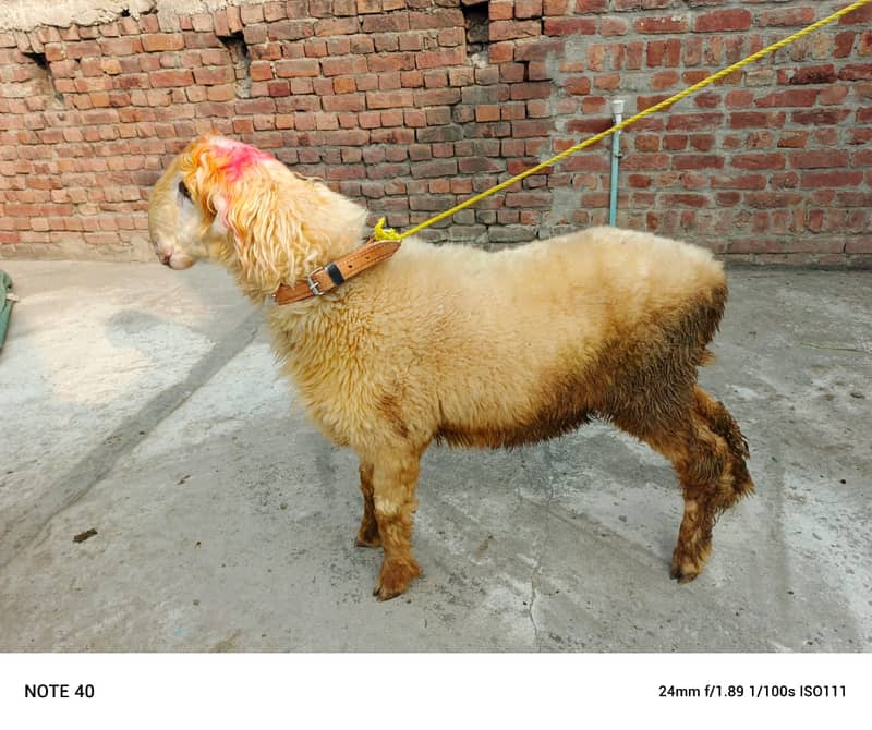 desi chatra / Goat / Bakra / Chatra | mundra | sheep | Kajla 0