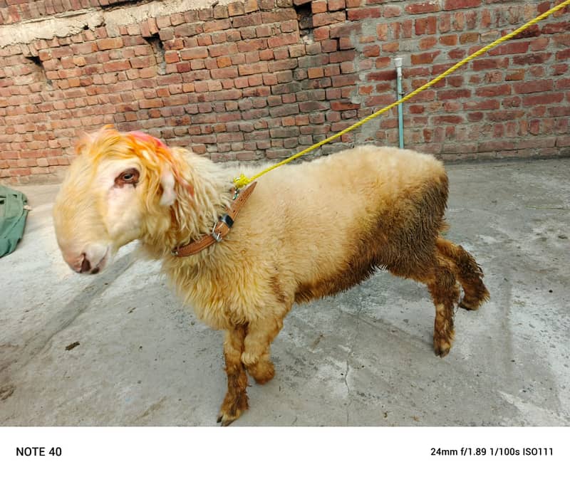 desi chatra / Goat / Bakra / Chatra | mundra | sheep | Kajla 6