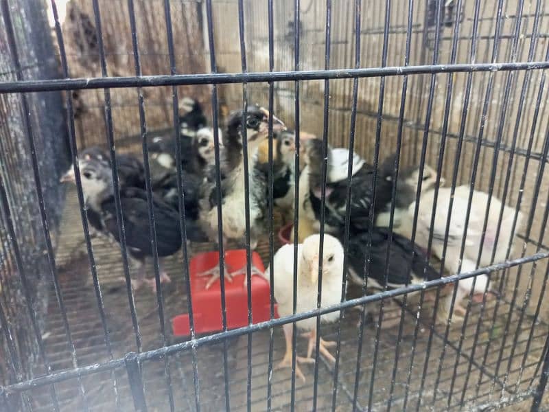 Australorp chicks, Brahma Heera 1