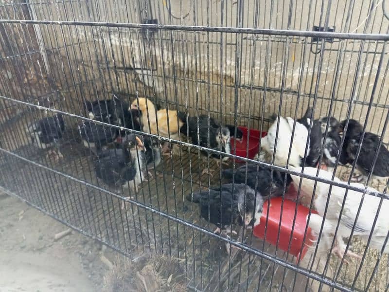 Australorp chicks, Brahma Heera 2