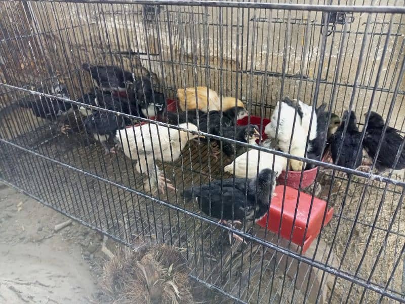 Australorp chicks, Brahma Heera 4