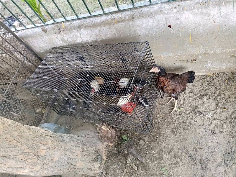 Australorp chicks, Brahma Heera 5