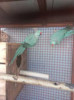 Blue Ringneck Ready to Breed