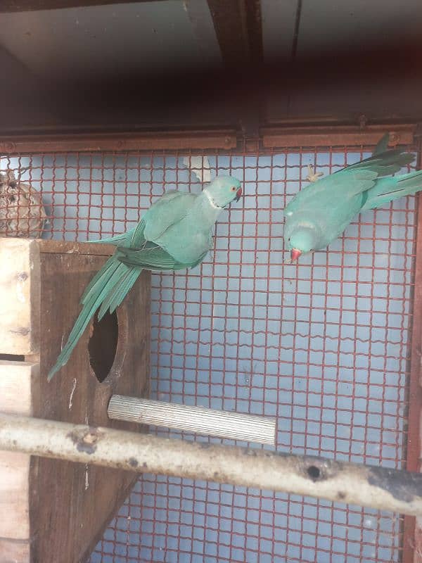 Blue Ringneck Ready to Breed 1