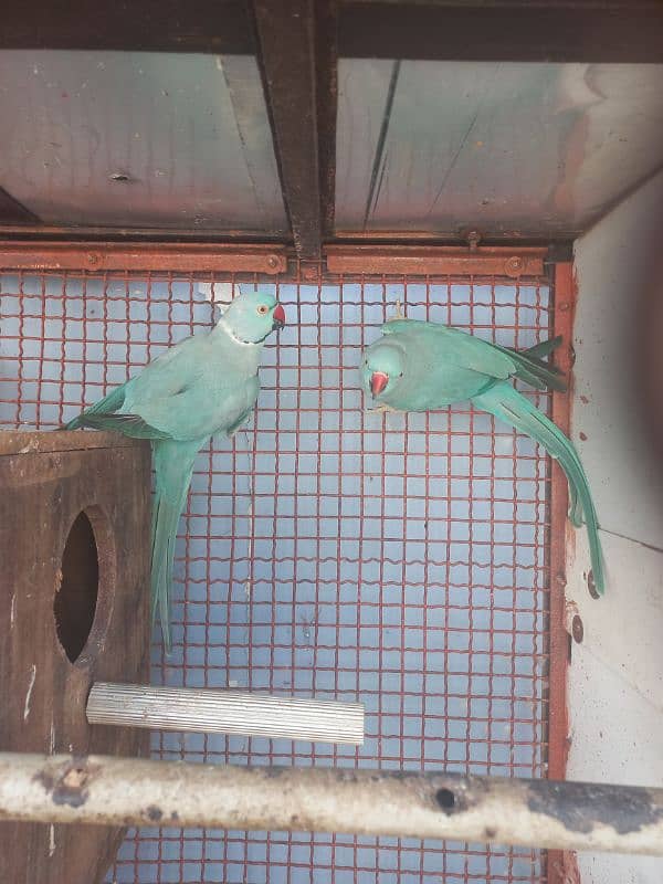 Blue Ringneck Ready to Breed 2