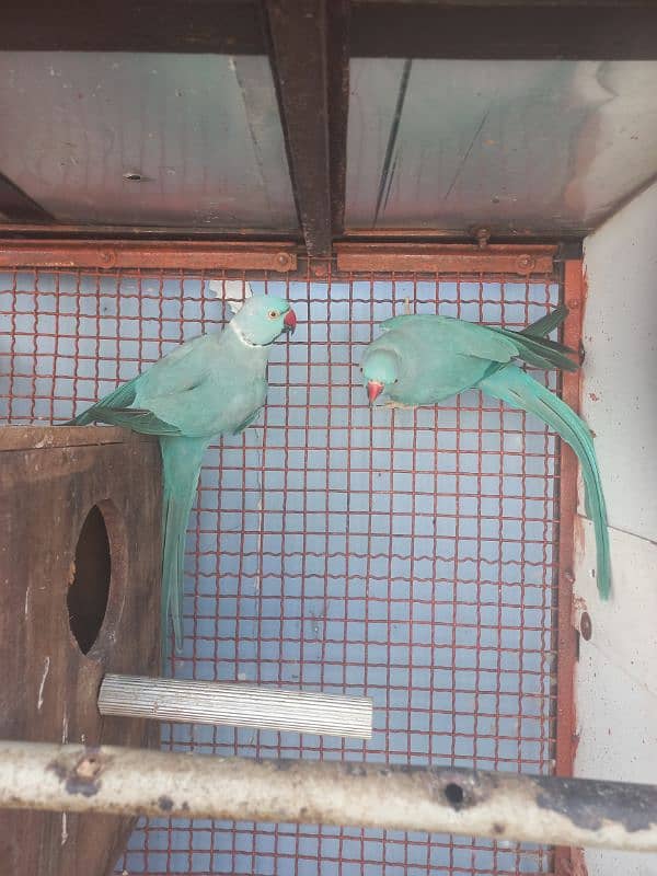 Blue Ringneck Ready to Breed 3