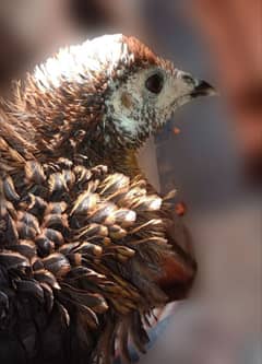 Fancy Hen Beautiful Hair