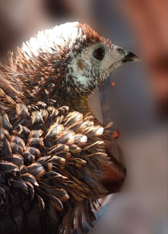 Fancy Hen Beautiful Hair 0