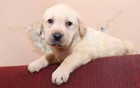 Fawn Labrador male puppys