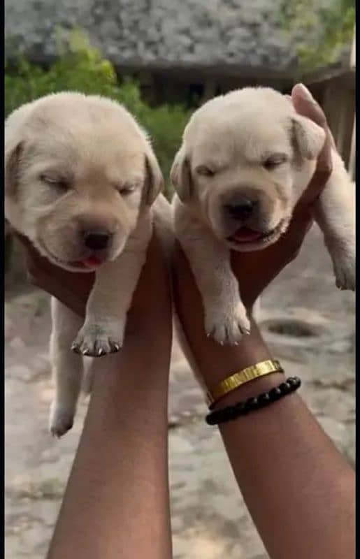 Fawn Labrador male puppys 1