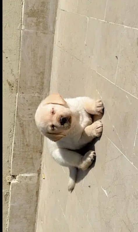 Fawn Labrador male puppys 2