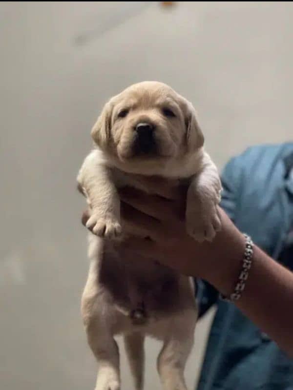 Fawn Labrador male puppys 3