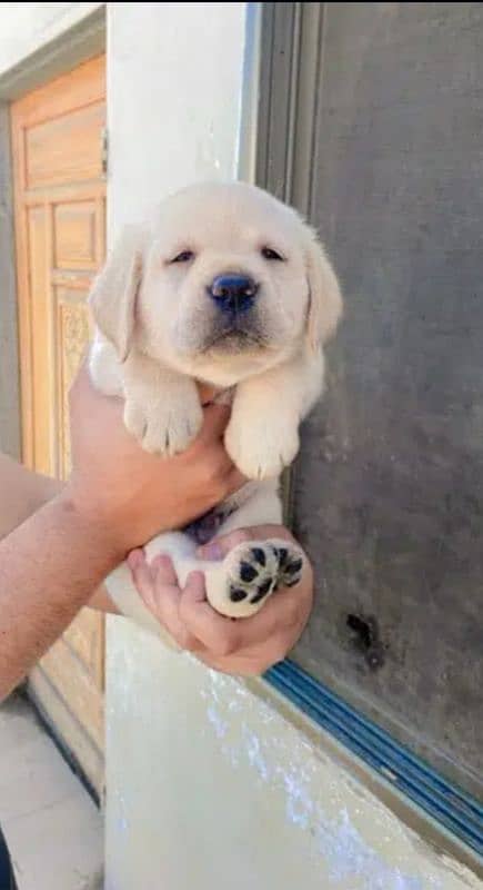 Fawn Labrador male puppys 5