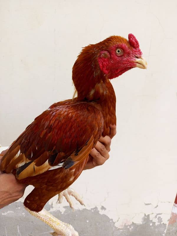 Aseel breeder male (03117515159) 0