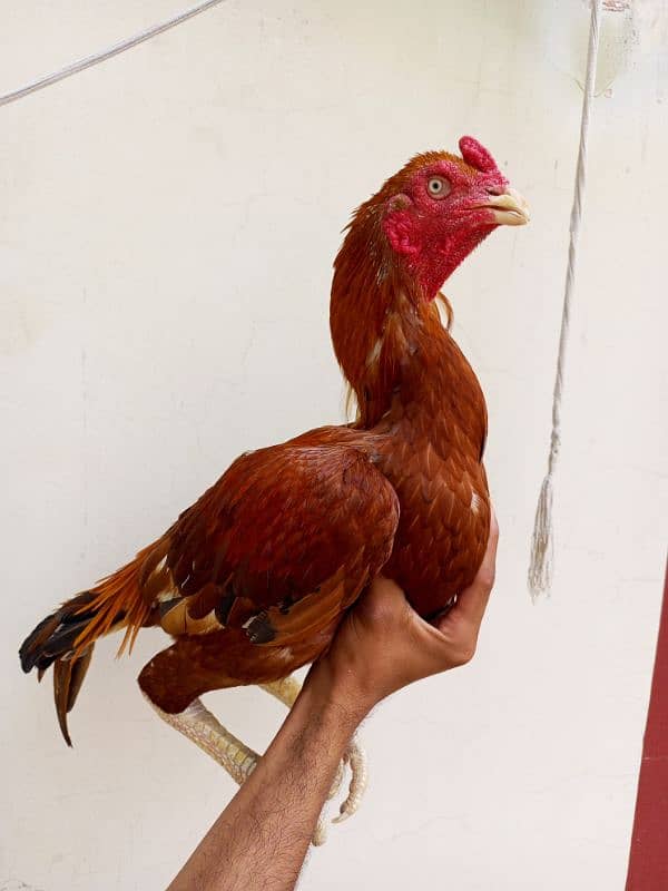 Aseel breeder male (03117515159) 3