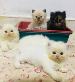 Persian triple coated kittens for sale (adult cats on paid adoption)