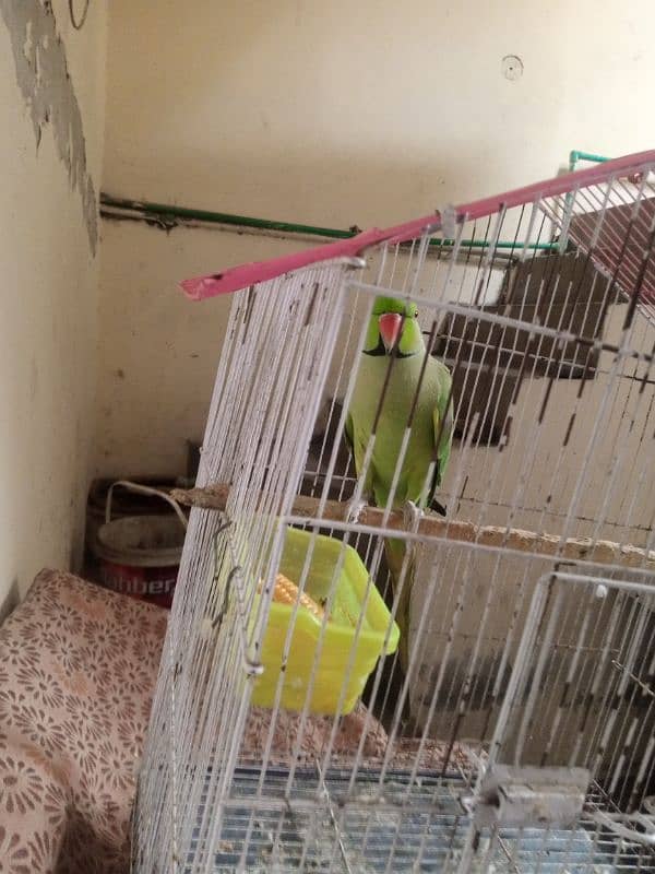 fully hand tame zero bite Talking parrot talking mrzi se krta ha 2