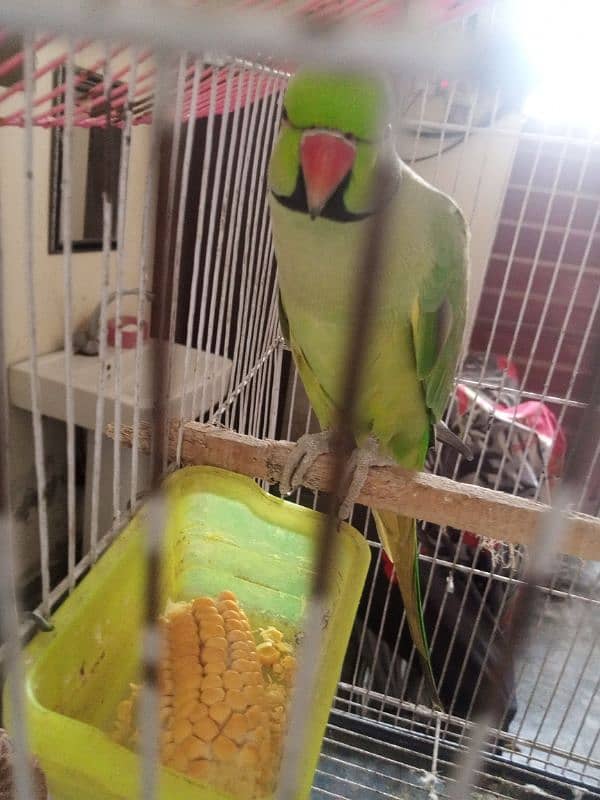 fully hand tame zero bite Talking parrot talking mrzi se krta ha 4