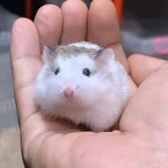 Top quality hamsters available