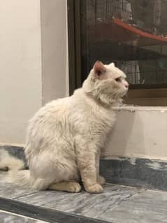 white/Persian/Male/Cat