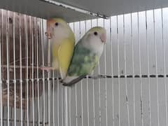 Color lovebirds breeder pairs