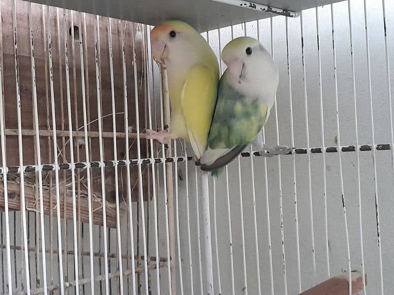 Color lovebirds breeder pairs 1