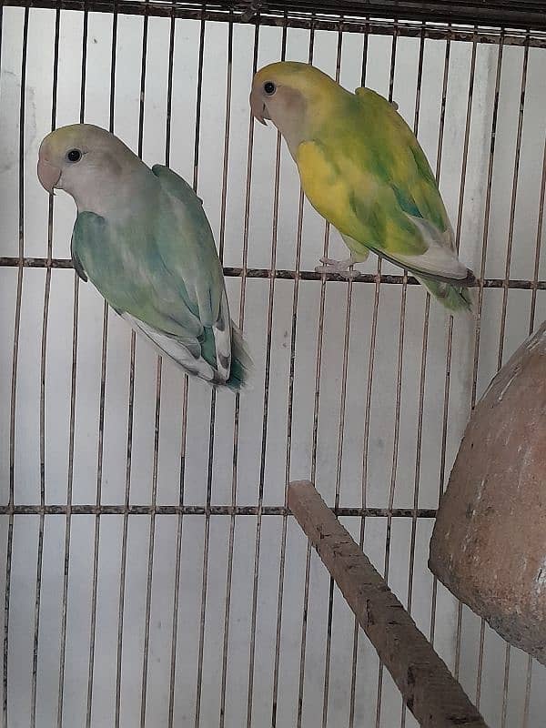 Color lovebirds breeder pairs 2