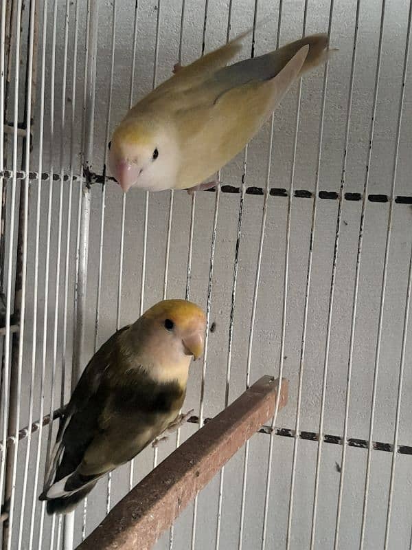 Color lovebirds breeder pairs 5