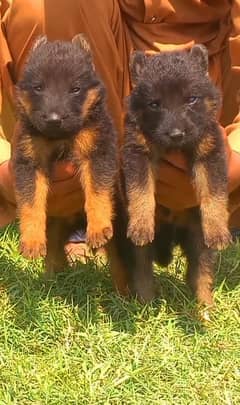 German Shepherd double coat pair 2 months for