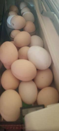 Desi eggs available