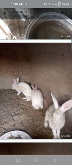 sale of 07 red eyes rabbits