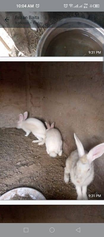 sale of 07 red eyes rabbits 0