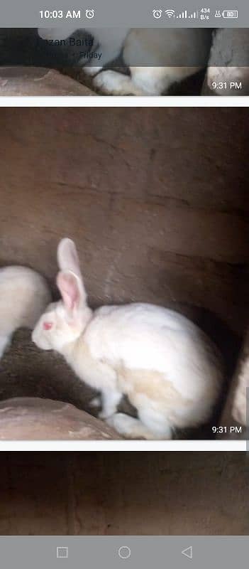 sale of 07 red eyes rabbits 2