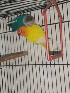 Love bird blue fishri female male lotino parcnalta male breeder paire