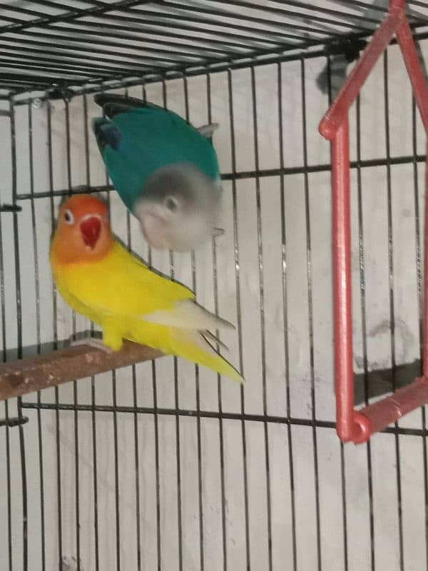 Love bird blue fishri female male lotino parcnalta male breeder paire 1