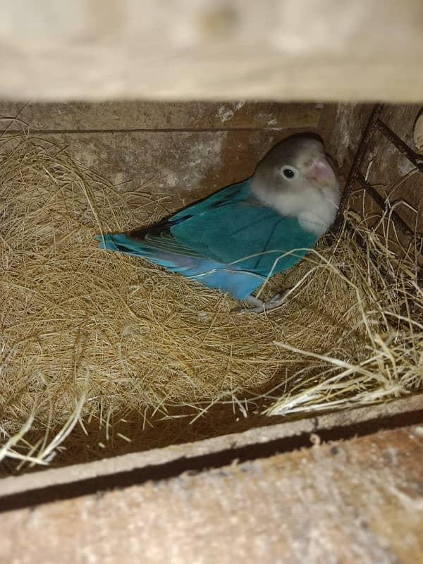 Love bird blue fishri female male lotino parcnalta male breeder paire 2