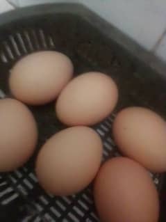 aseel hens and eggs for sale