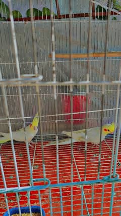 Common White Breeder Pair Cocktails for Sale