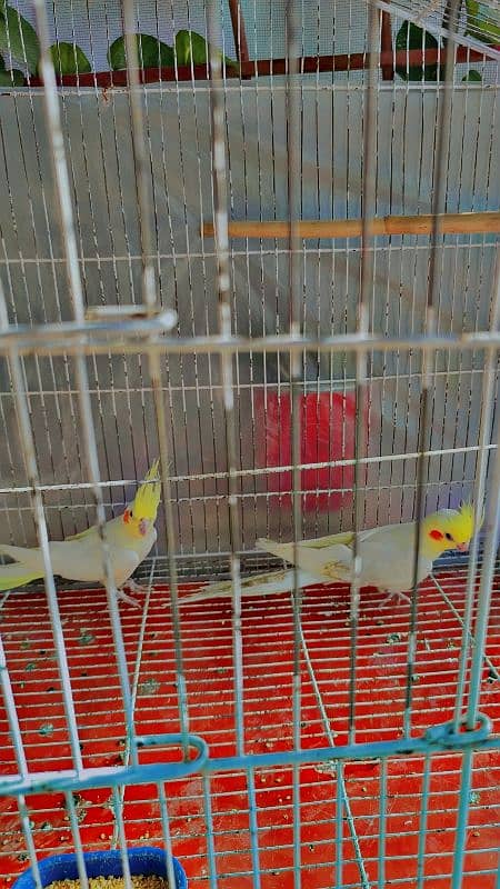 Common White Breeder Pair Cocktails for Sale 0