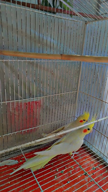 Common White Breeder Pair Cocktails for Sale 1