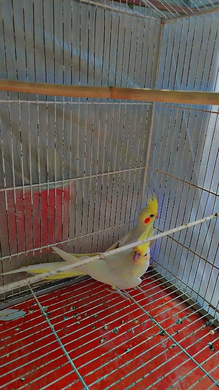 Common White Breeder Pair Cocktails for Sale 2