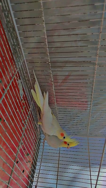 Common White Breeder Pair Cocktails for Sale 3