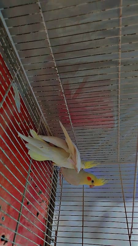 Common White Breeder Pair Cocktails for Sale 4